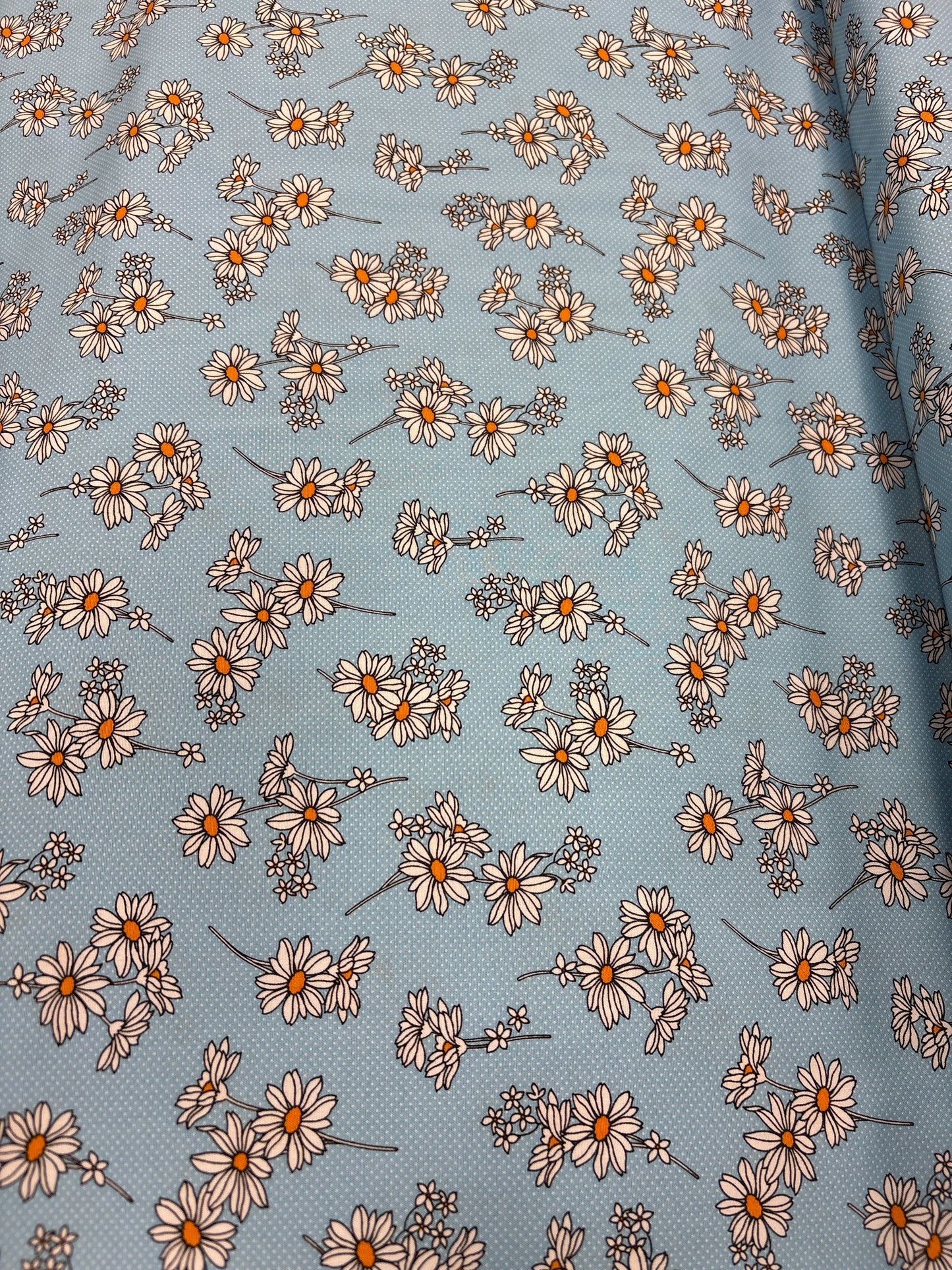 Daisy Blue